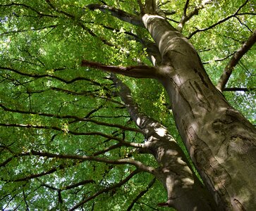 Green spring deciduous tree