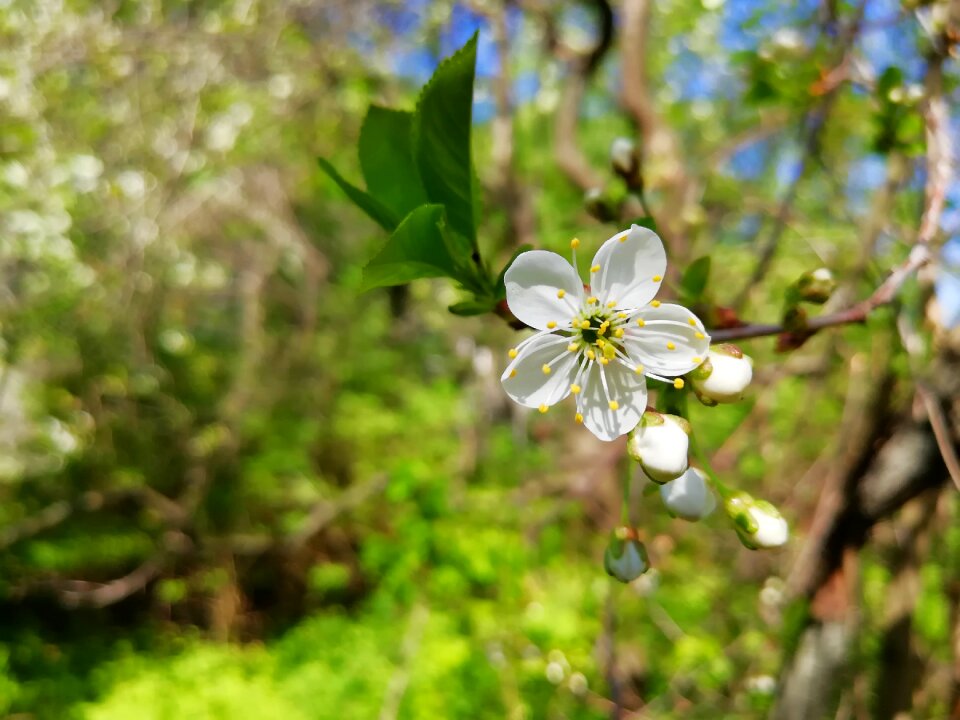 Spring white petals may