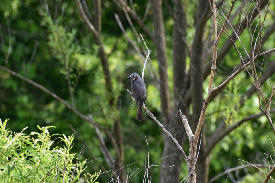 Green bird wild birds