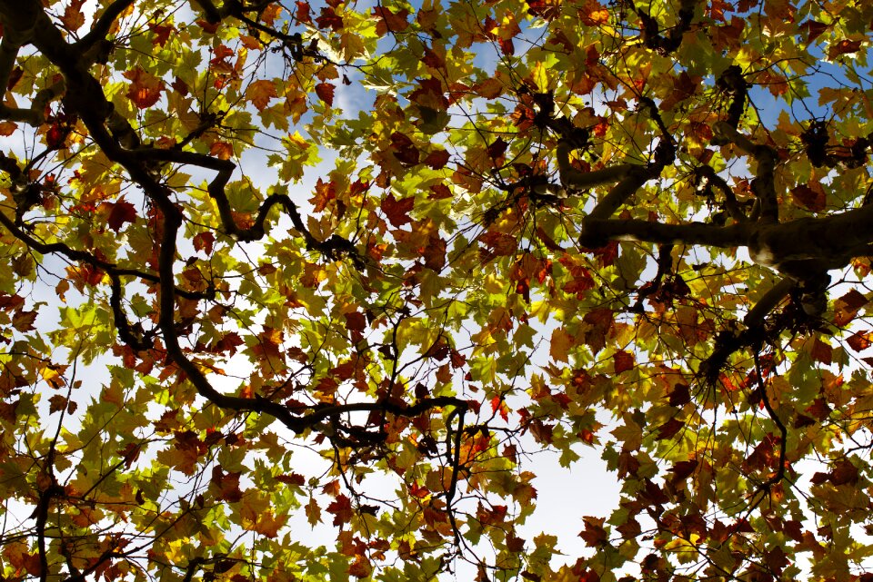 Leaves red yellow