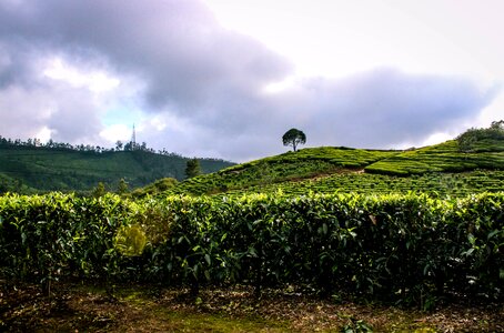 Tea plantations nature india photo