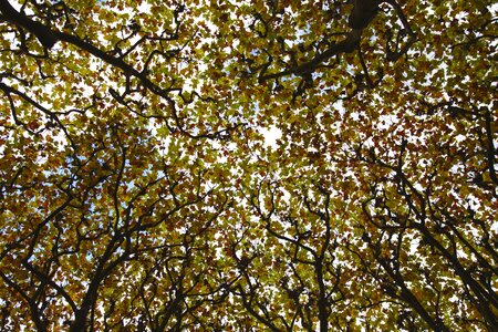 Leaves red yellow