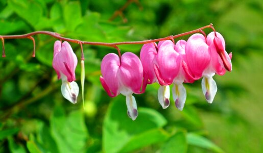 Nature garden spring