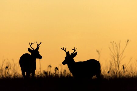 Antlers evening sunset photo