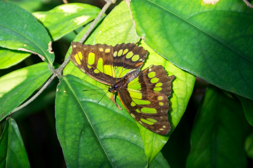 Green insect nature