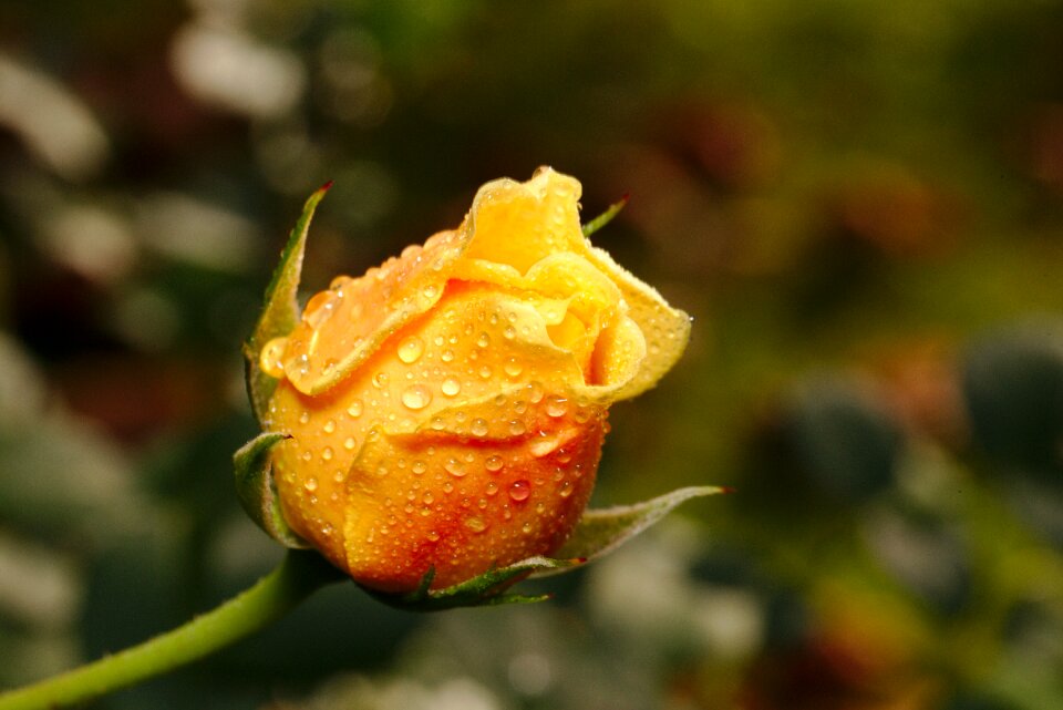 Bloom romantic orange