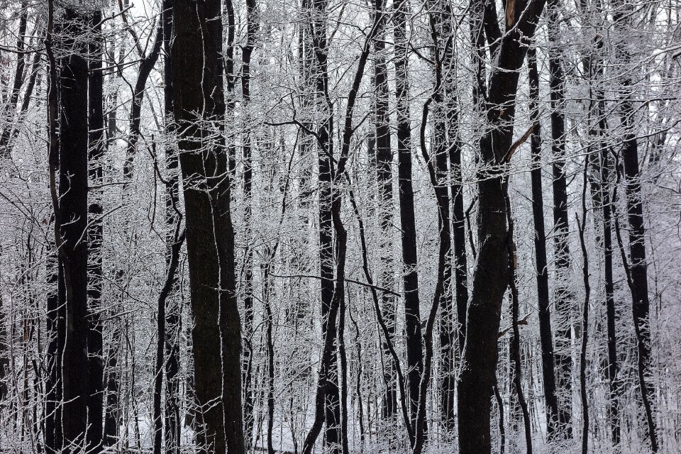 Trees winter morning