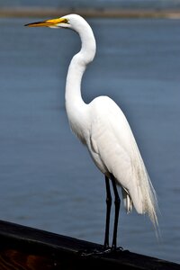 Wildlife water nature