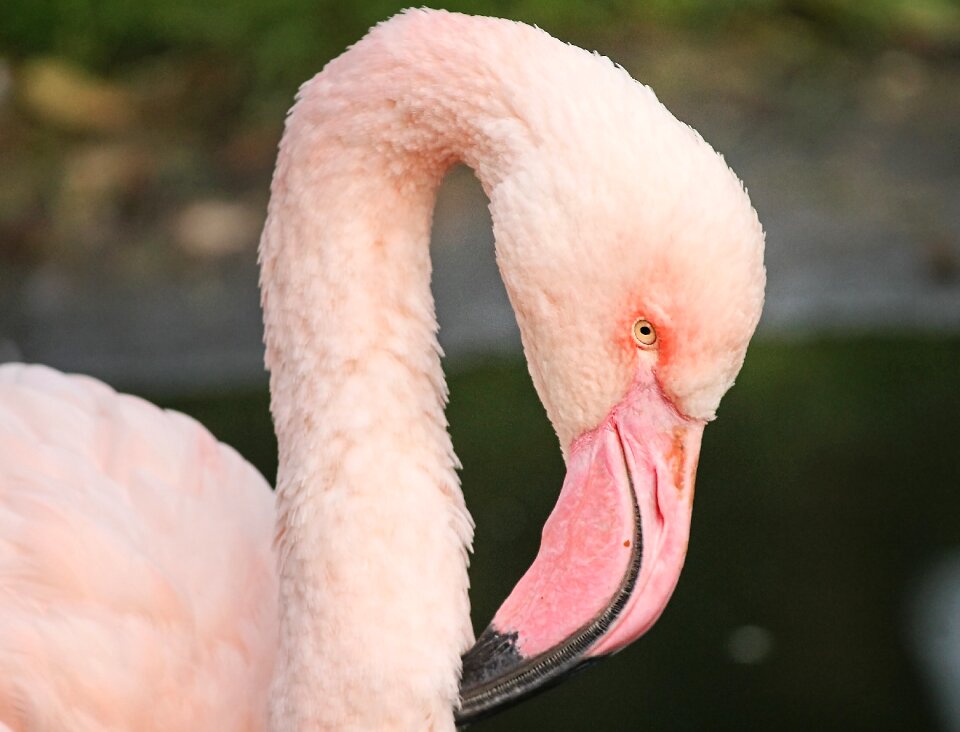 Water bird bird plumage photo