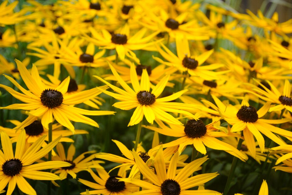 Plant summer colorful