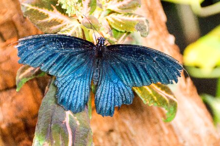 Blue insect nature