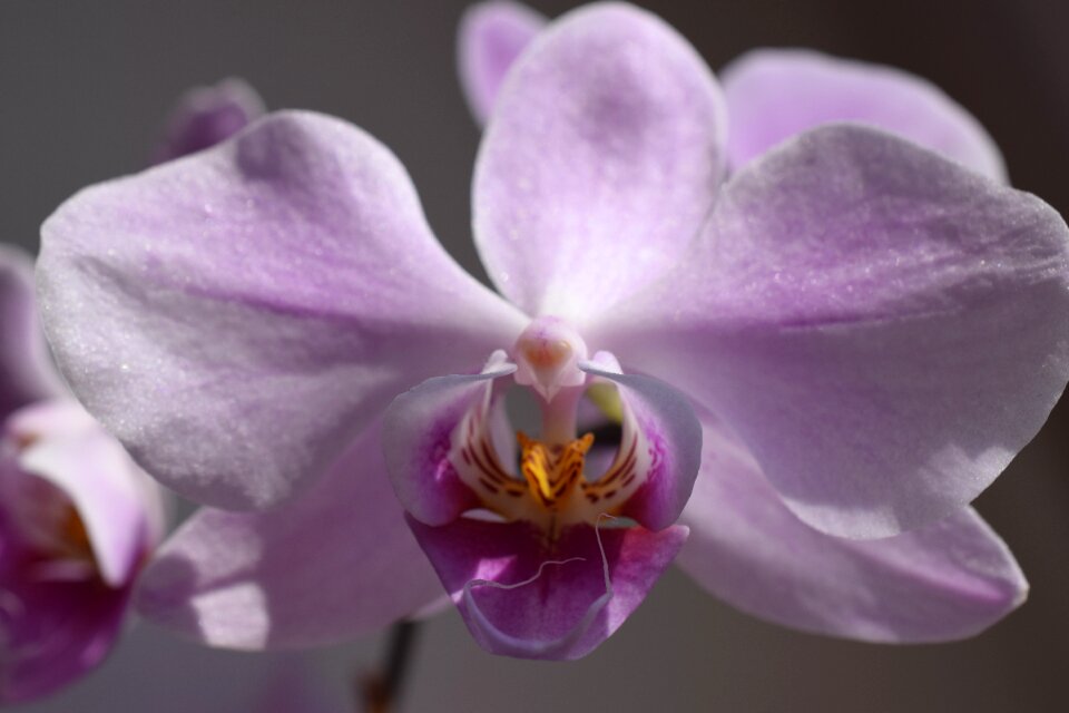 Petal flowers elegant photo