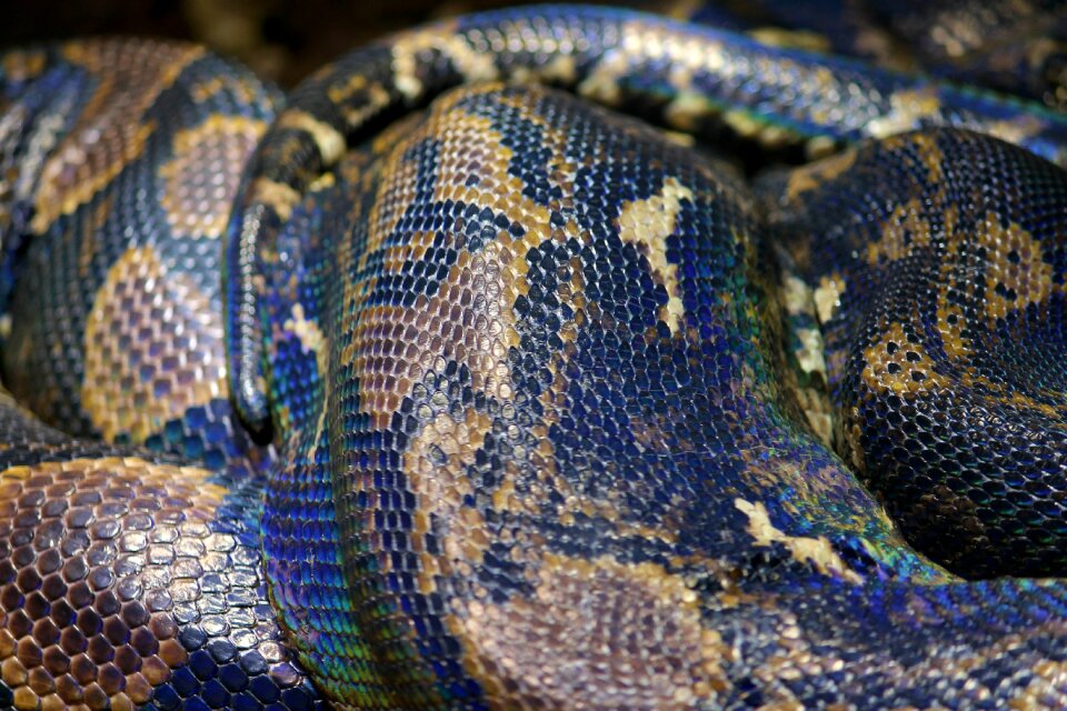 Snake reptile predator