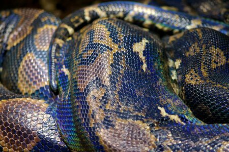 Snake reptile predator