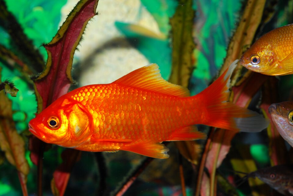 Red fish orange aquarium