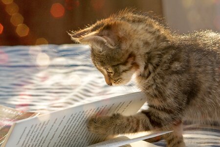 Animals little kittens