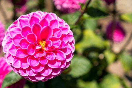 Blossom petals plant photo