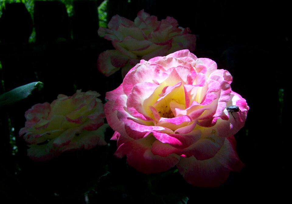 Light and shadow three colour roses garden