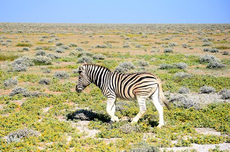 Park wildlife field photo