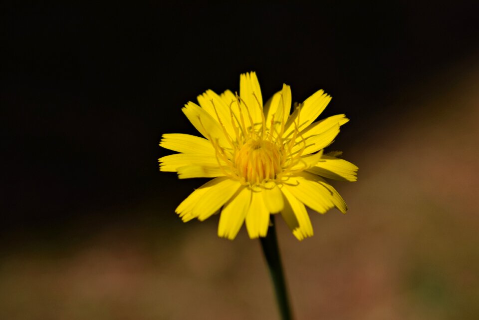 Dandelion summer close up