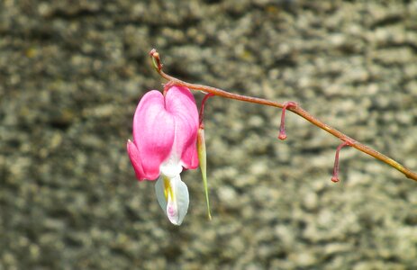 Nature garden closeup