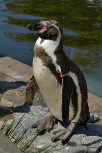 Zoo planckendael belgium seabird