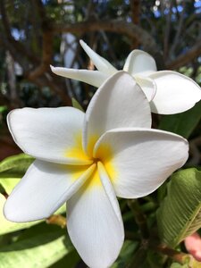 Tropics flourished white