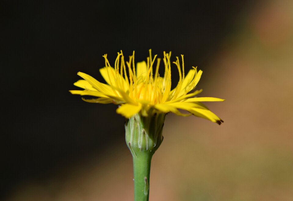 Dandelion yellow summer