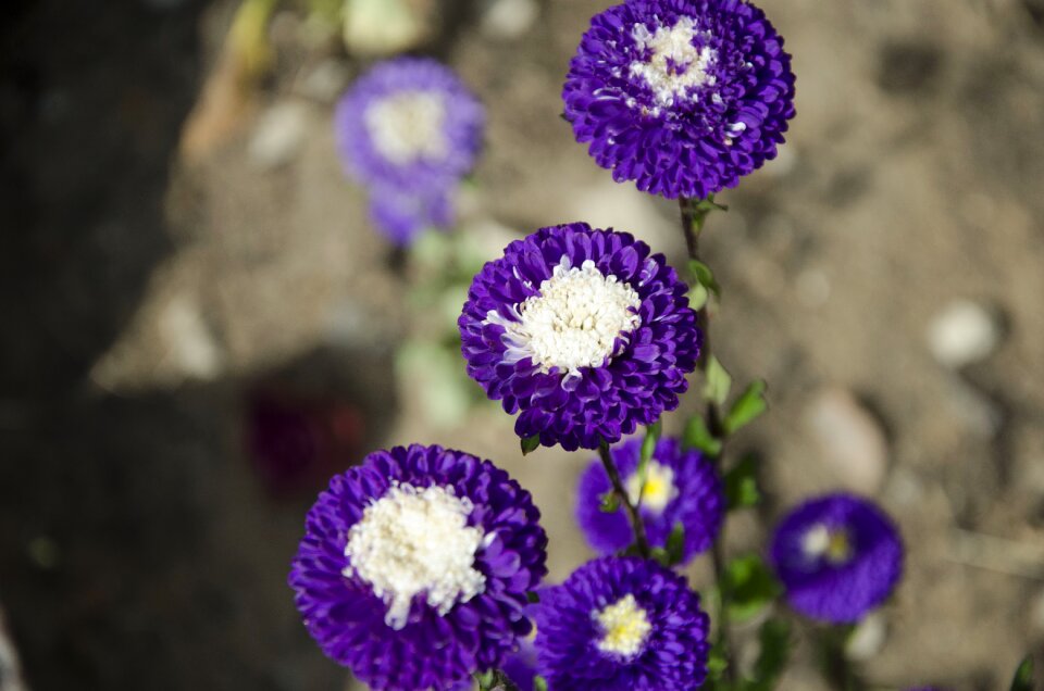 Garden asters flowers
