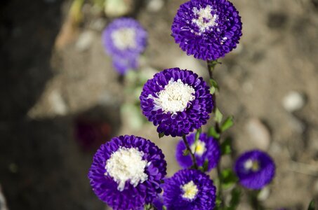Garden asters flowers
