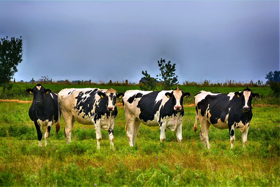 Meadow farm agriculture