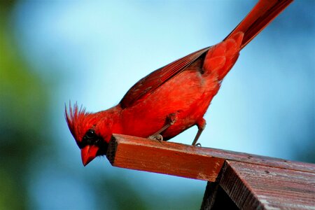 Nature wild male cardinal photo