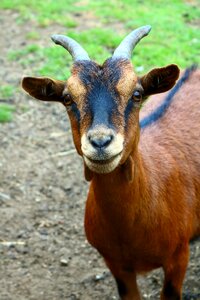 Meadow goats mischievous goat