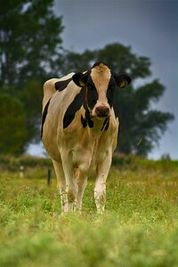 Meadow farm agriculture photo