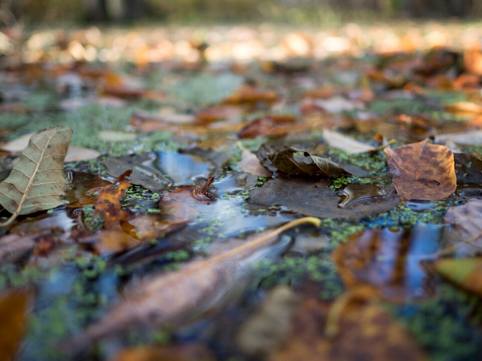 Nature wet foliage