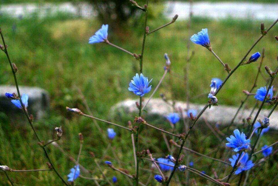 Beauty beautiful flower