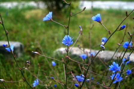 Beauty beautiful flower