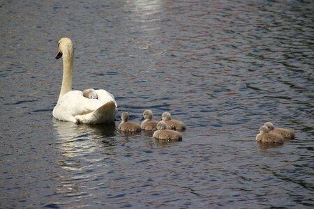 Water white swan pride