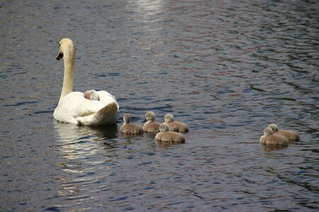 Water white swan pride photo