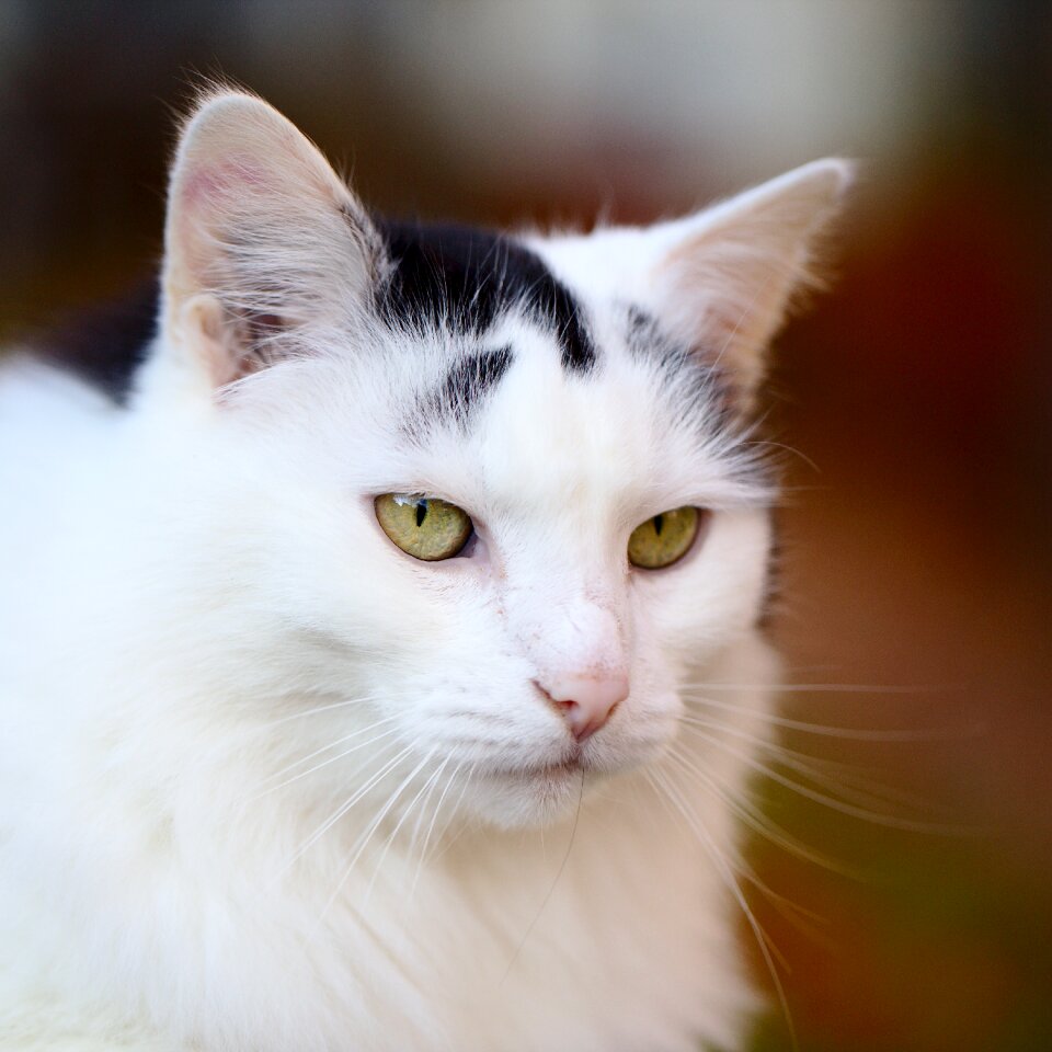 Animal world domestic cat mammal