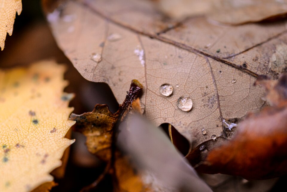 Macro autumn leaves