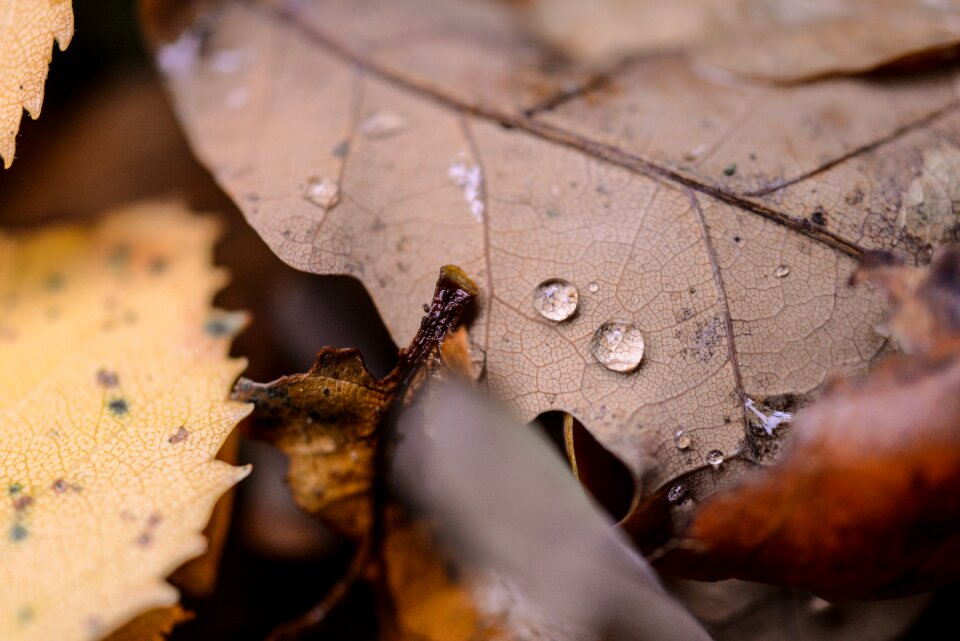 Macro autumn leaves photo