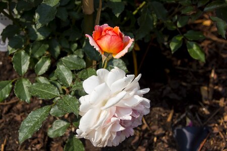 Plant nature rose bloom