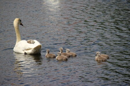 Water white swan pride