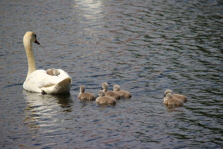 Water white swan pride photo