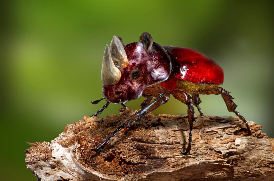 Macro hybrid animal world