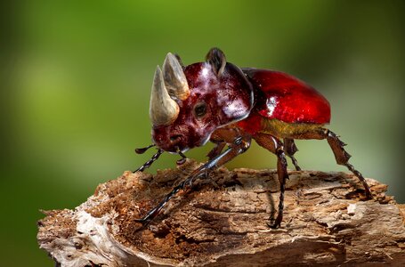 Macro hybrid animal world
