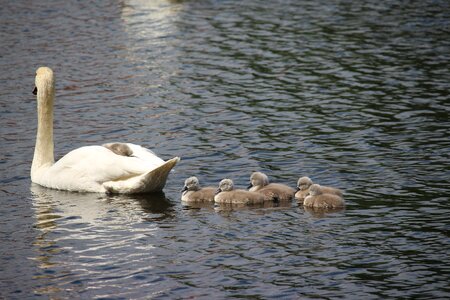 Water white swan pride photo