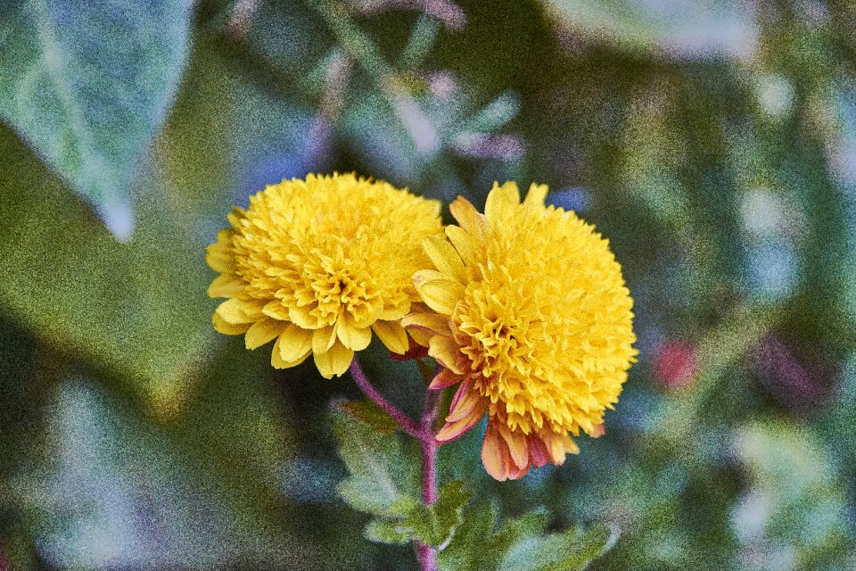 Flower yellow flowering