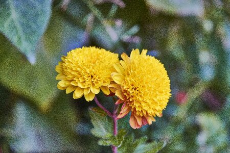Flower yellow flowering